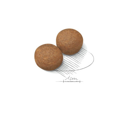 Royal Canin Maxi Adult – Hrană Uscată pentru Câini Adulți de Talie Mare – 12 kg